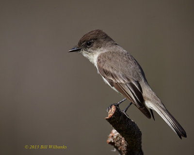 Eastern Phoebe 02.jpg