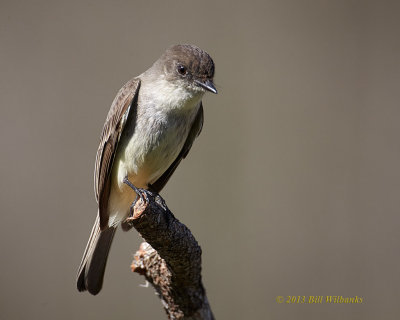Eastern Phoebe 03.jpg