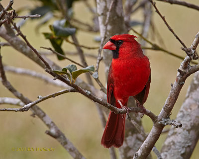 Male Perched in the Holly.jpg