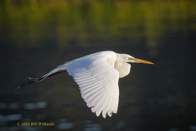 Great Egret.jpg