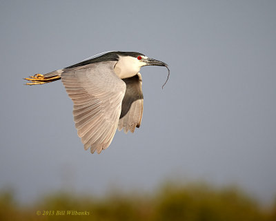 BCNH 02 with Nesting Materials.jpg