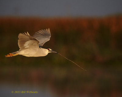 BCNH With a Stick for the Nest.jpg