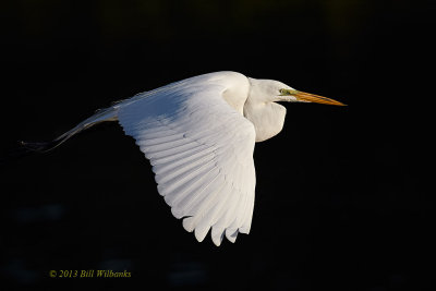 Great Egret in the Shadows.jpg