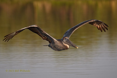 Brown Pelican wings Up.jpg