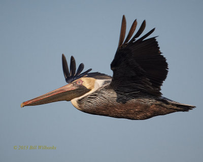 Brown Pelican Flyby.jpg