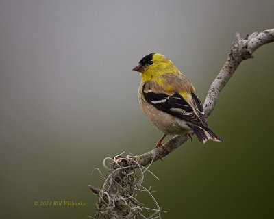 Perched on a Twig.jpg