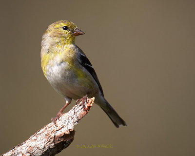 Female Goldfinch 12.jpg