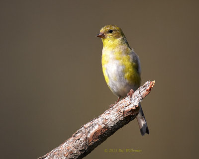 Female Goldfinch 14.jpg