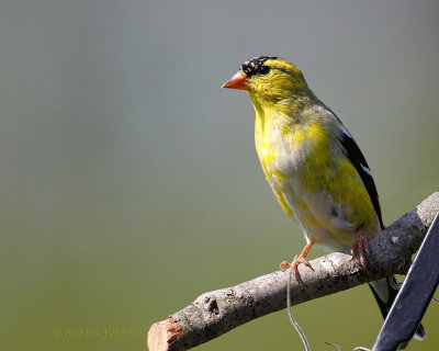 Male Goldfinch 15.jpg