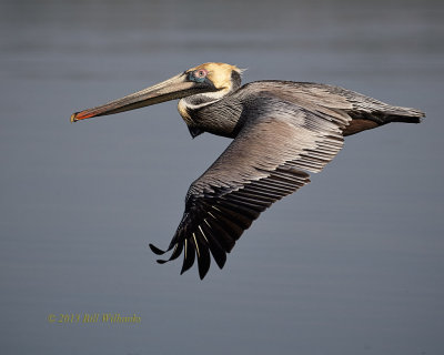 Brown Pelican Wings Down.jpg