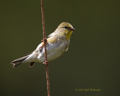 Female Goldfinch on a Cattail.jpg