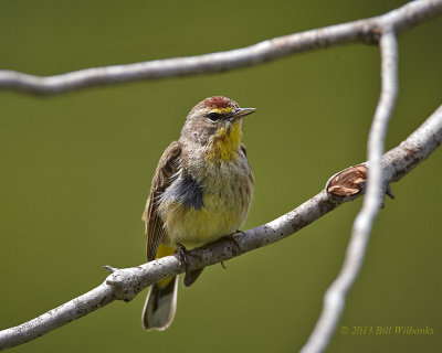 Palm Warbler in the Branches.jpg