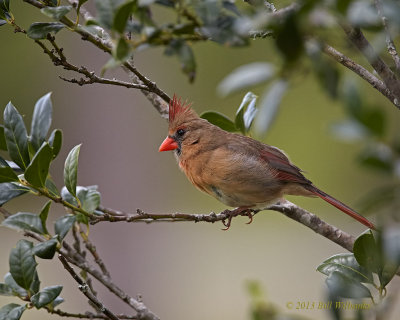 Female Cardinal in the Holly.jpg