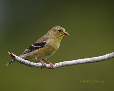 Goldfinch 21.jpg
