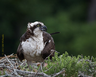 WP Osprey 02.jpg