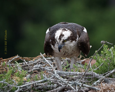 WP Osprey Food for the Babies.jpg
