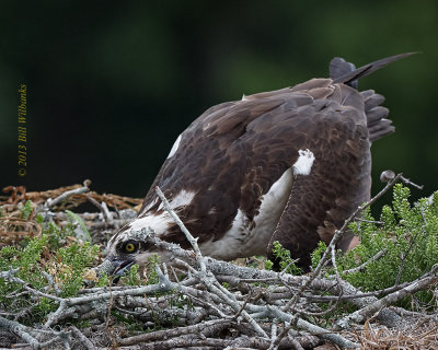 WP Osprey Feeding Junior.jpg