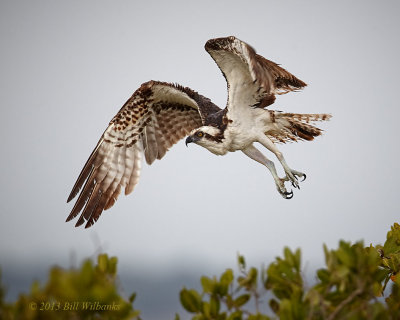 Osprey in Flight.jpg