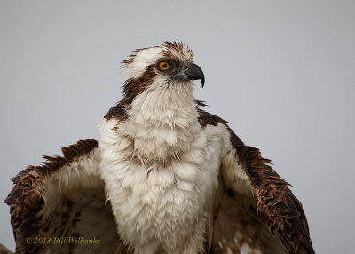Ruffled Feathers.jpg