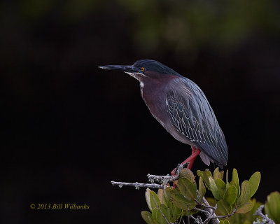 Green Heron 02.jpg