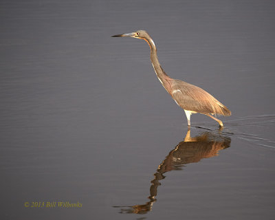 Tricolor Heron.jpg