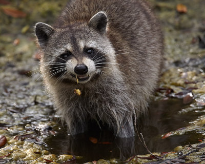 Raccoon 02.jpg