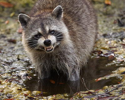 Raccoon 04.jpg