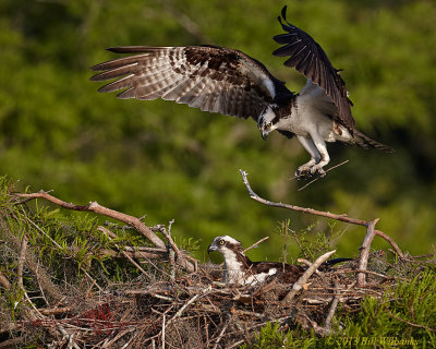Returning with Nesting Material.jpg