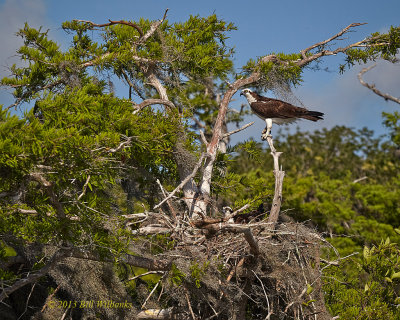 Guarding the Nest.jpg