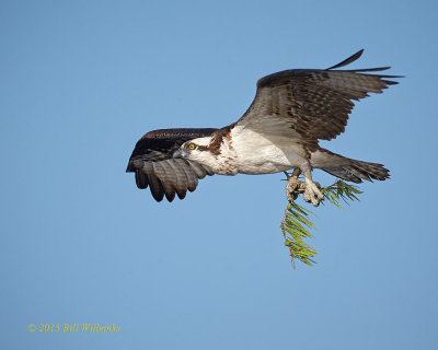 Greens for the Nest.jpg