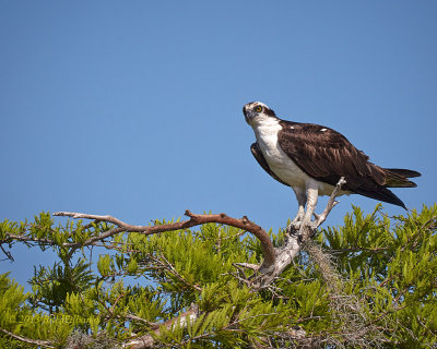 Perched on a Cypress.jpg
