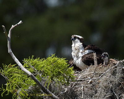 Mother and Baby.jpg