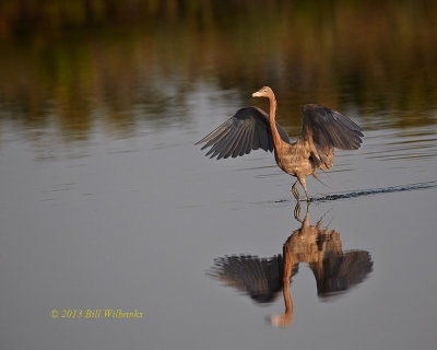 Reddish Egret Dance.jpg