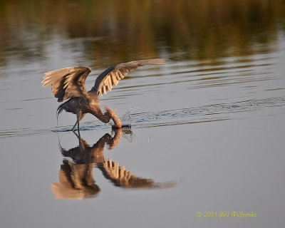 Reddish Egret The Strike.jpg