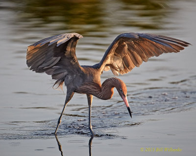 Reddish Egret Wings Spread.jpg