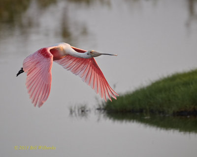Rosie Flight.jpg
