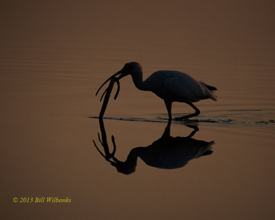 White Ibis with Snake.jpg