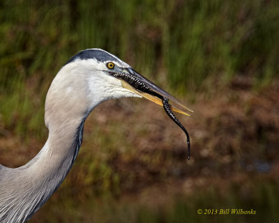 GBH Down the Hatch.jpg
