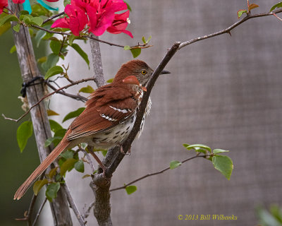 Brown Thrasher