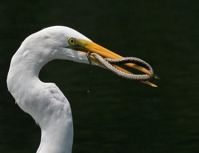 03 Egret with Snake.jpg