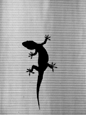 gecko