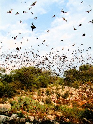 bats (texas)