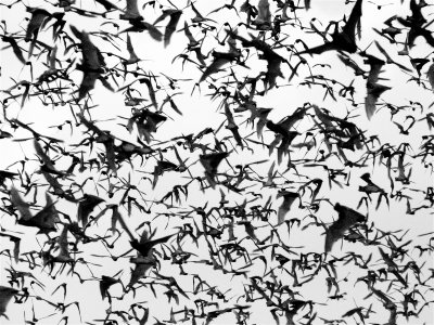 bats (air)
