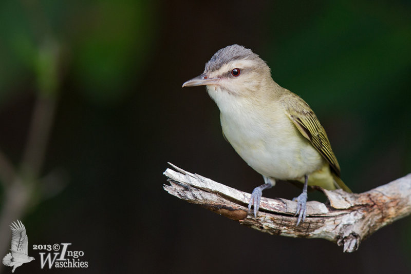 Vireonidae