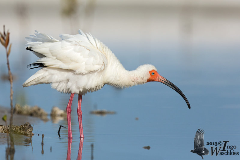 Threskiornithidae