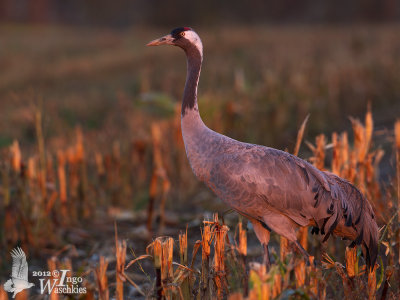 Adult Common Crane