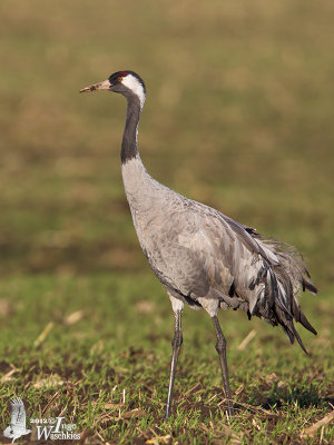 Adult Common Crane