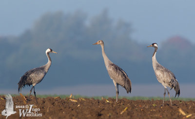 Adult and juvenile Common Cranes