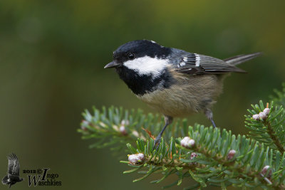 Adult Coal Tit