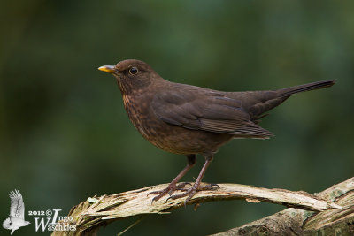 Adult female Common Blackbird